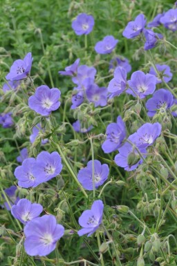 Storchschnabel Geranium 'Brookside' Topf Geranium 'Brookside'
