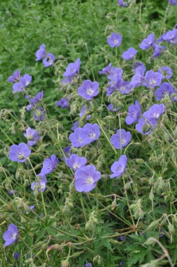 Storchschnabel Geranium 'Brookside' Topf Geranium 'Brookside'