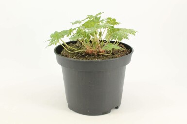 Storchschnabel Geranium 'Johnson's Blue' Topf Geranium 'Johnson's Blue'