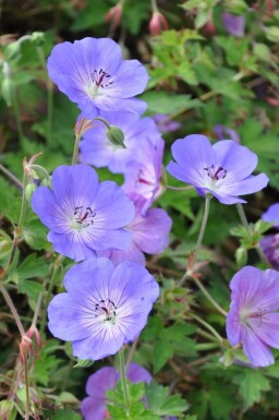 Garten-Storchschnabel Geranium 'Rozanne' Topf Geranium 'Rozanne'