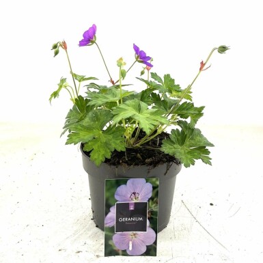 Garten-Storchschnabel Geranium 'Rozanne' Topf Geranium 'Rozanne'