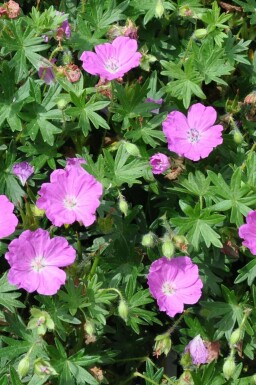 Garten-Blut-Storchschnabel Geranium sanguineum 'Max Frei' Topf Geranium sanguineum 'Max Frei'