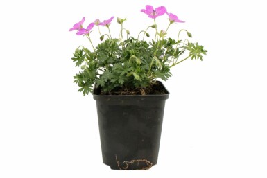 Garten-Blut-Storchschnabel Geranium sanguineum 'Max Frei' Topf Geranium sanguineum 'Max Frei'