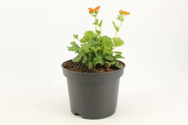 Nelkenwurz Geum coccineum 'Borisii' Topf Geum coccineum 'Borisii'