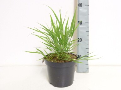 Japan-Berggras Hakonechloa macra Topf Hakonechloa macra