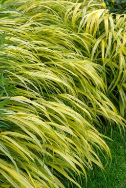 Gold-Japan-Berggras Hakonechloa macra 'Aureola' Topf Hakonechloa macra 'Aureola'