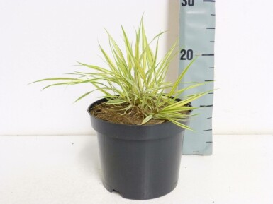 Gold-Japan-Berggras Hakonechloa macra 'Aureola' Topf Hakonechloa macra 'Aureola'