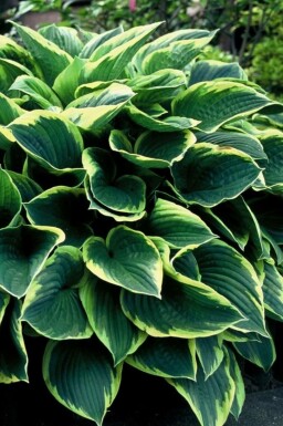 Graublättrige Goldrand-Garten-Funkie Hosta fortunei 'Aureomarginata' Topf Hosta fortunei 'Aureomarginata'