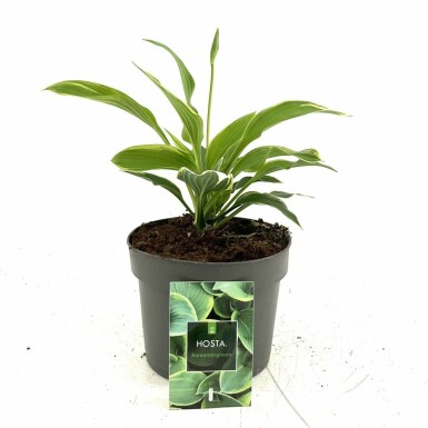 Graublättrige Goldrand-Garten-Funkie Hosta fortunei 'Aureomarginata' Topf Hosta fortunei 'Aureomarginata'