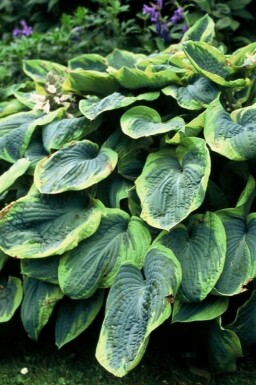 Blaue Gelbrand-Funkie Hosta sieboldiana 'Frances Williams' Topf Hosta sieboldiana 'Frances Williams'