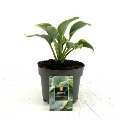 Blaue Gelbrand-Funkie Hosta sieboldiana 'Frances Williams' Topf Hosta sieboldiana 'Frances Williams'