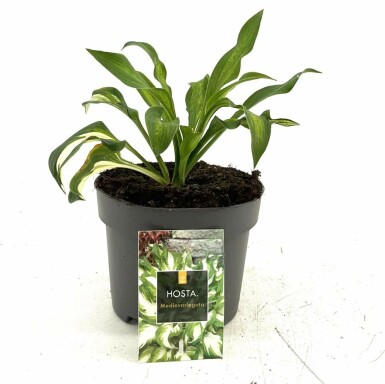 Wellblatt-Funkie Hosta undulata 'Mediovariegata' Topf Hosta undulata 'Mediovariegata'