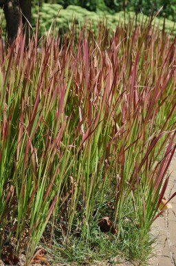 Japanisches Blutgras Imperata cylindrica 'Red Baron' Topf Imperata cylindrica 'Red Baron'