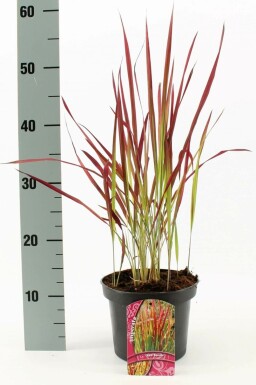 Japanisches Blutgras Imperata cylindrica 'Red Baron' Topf Imperata cylindrica 'Red Baron'