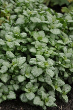Weiße Taubnessel Lamium maculatum 'White Nancy' Topf Lamium maculatum 'White Nancy'