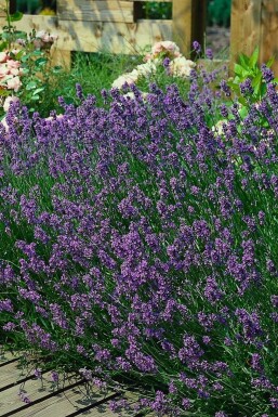 Echter Lavendel Lavandula angustifolia 'Munstead' Topf Lavandula angustifolia 'Munstead'