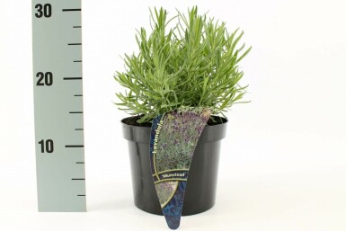 Echter Lavendel Lavandula angustifolia 'Munstead' Topf Lavandula angustifolia 'Munstead'