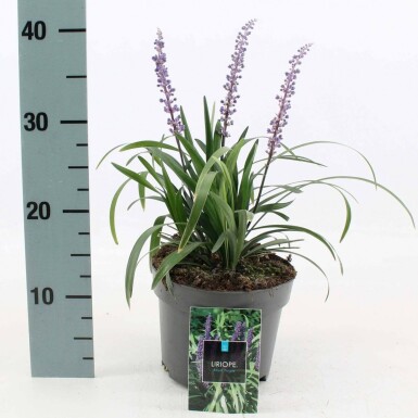 Lilientraube Liriope muscari 'Royal Purple' Topf Liriope muscari 'Royal Purple'