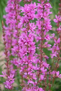 Blut-Weiderich Lythrum salicaria 'Robert' Topf Lythrum salicaria 'Robert'