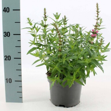 Blut-Weiderich Lythrum salicaria 'Robert' Topf Lythrum salicaria 'Robert'