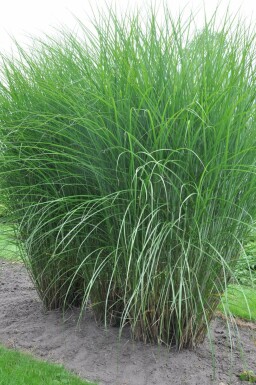 Feinhalm-Chinaschilf Miscanthus sinensis 'Gracillimus' Topf Miscanthus sinensis 'Gracillimus'