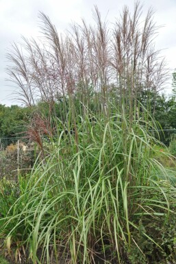 Garten-Chinaschilf Miscanthus sinensis 'Malepartus' Topf Miscanthus sinensis 'Malepartus'