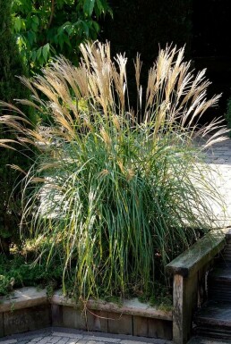 Zwerg-Chinaschilf Miscanthus sinensis 'Yakushima Dwarf' Topf Miscanthus sinensis 'Yakushima Dwarf'