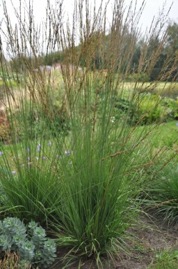 Kleines Pfeifengras Molinia caerulea 'Heidebraut' Topf Molinia caerulea 'Heidebraut'