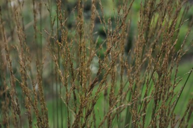 Kleines Pfeifengras Molinia caerulea 'Heidebraut' Topf Molinia caerulea 'Heidebraut'