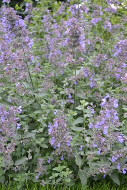 Katzenminze Nepeta faassenii 'Six Hills Giant' Topf Nepeta faassenii 'Six Hills Giant'