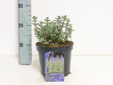Katzenminze Nepeta faassenii 'Six Hills Giant' Topf Nepeta faassenii 'Six Hills Giant'