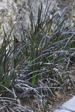 Schwarzblättriger Schlangenbart Ophiopogon planiscapus 'Niger' Topf Ophiopogon planiscapus 'Niger'