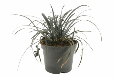 Schwarzblättriger Schlangenbart Ophiopogon planiscapus 'Niger' Topf Ophiopogon planiscapus 'Niger'