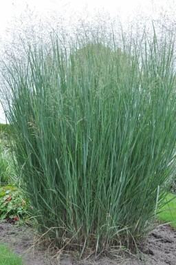 Bläuliche Rutenhirse Panicum virgatum 'Heavy Metal' Topf Panicum virgatum 'Heavy Metal'