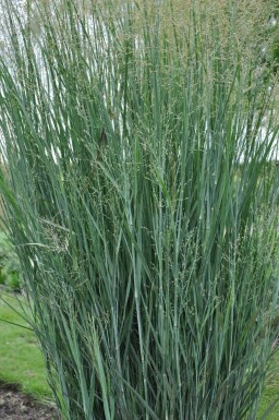 Bläuliche Rutenhirse Panicum virgatum 'Heavy Metal' Topf Panicum virgatum 'Heavy Metal'