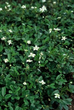 Fingerstrauch Potentilla tridentata 'Nuuk' Topf Potentilla tridentata 'Nuuk'