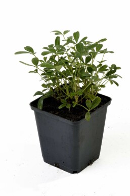 Fingerstrauch Potentilla tridentata 'Nuuk' Topf Potentilla tridentata 'Nuuk'