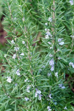Rosmarin Rosmarinus officinalis Topf Rosmarinus officinalis
