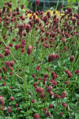 Purpur-Wiesenknopf Sanguisorba officinalis 'Tanna' 5-10 Topf 2 ltr. (C2)