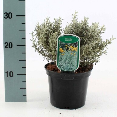 Heiligenkraut Santolina chamaecyparissus Topf Santolina chamaecyparissus