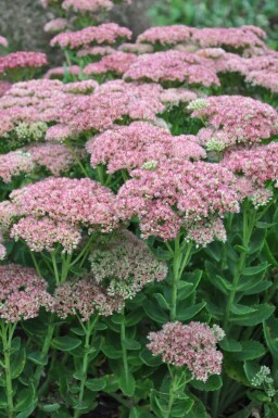 Großes Fettblatt Sedum 'Herbstfreude' Topf Sedum 'Herbstfreude'