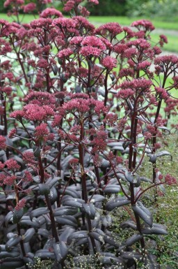 Großes Fettblatt Sedum 'Purple Emperor' Topf Sedum 'Purple Emperor'