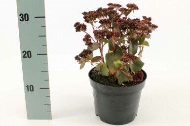Großes Fettblatt Sedum 'Purple Emperor' Topf Sedum 'Purple Emperor'