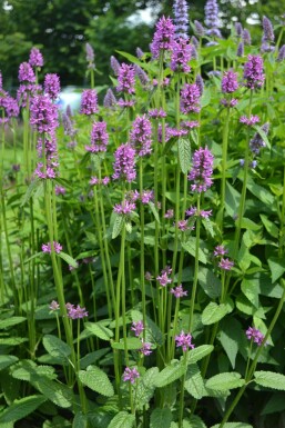 Zottiger Ziest Stachys monieri 'Hummelo' Topf Stachys monieri 'Hummelo'