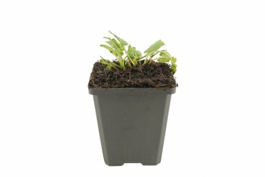 Zottiger Ziest Stachys monieri 'Hummelo' Topf Stachys monieri 'Hummelo'