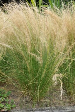 Zartes Federgras Stipa tenuissima 'Ponytails' Topf Stipa tenuissima 'Ponytails'