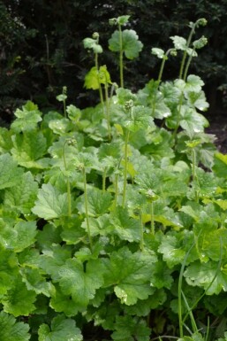 Falsche Alraunwurzel Tellima grandiflora Topf Tellima grandiflora