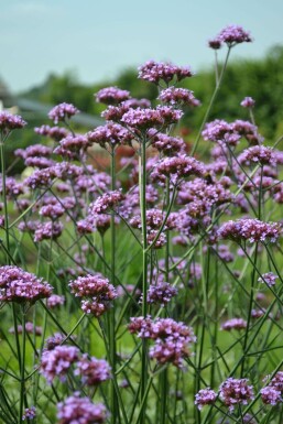 Eisenkraut Verbena bonariensis Topf Verbena bonariensis