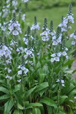 Enzian-Ehrenpreis Veronica gentianoides Topf Veronica gentianoides