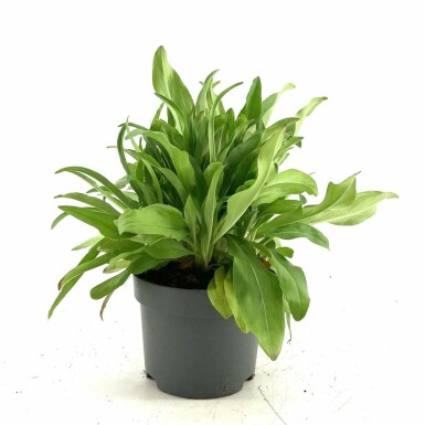 Enzian-Ehrenpreis Veronica gentianoides Topf Veronica gentianoides